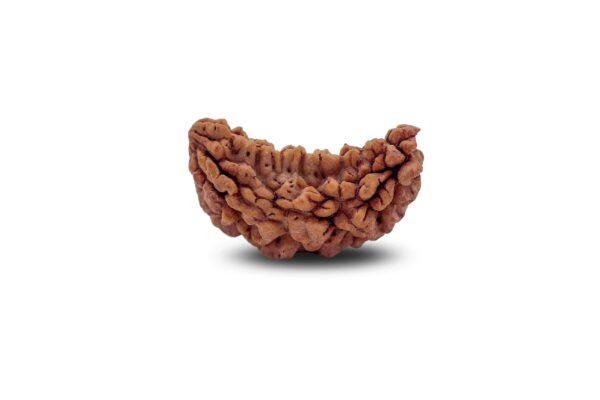 1 Mukhi