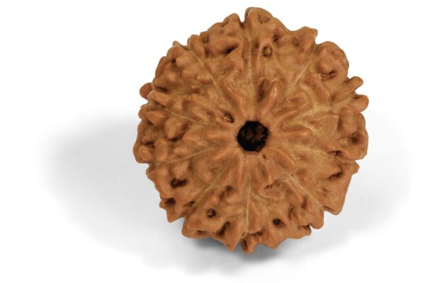 10 Mukhi