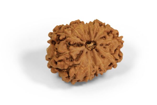 11 Mukhi