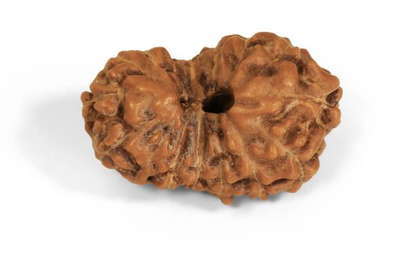 13 Mukhi
