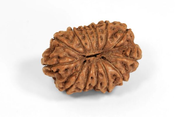 14 Mukhi