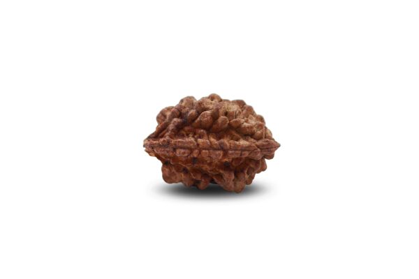 2 Mukhi
