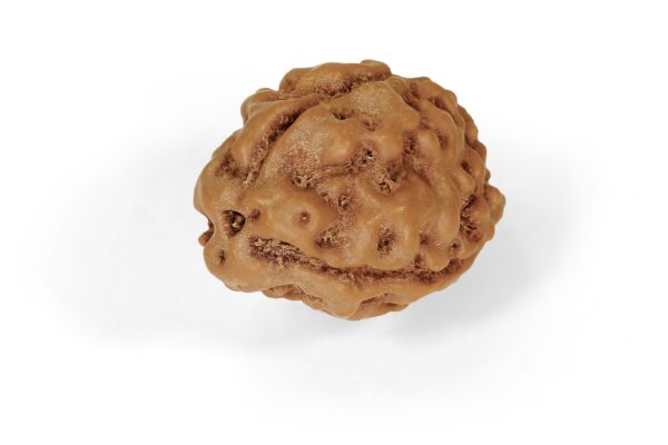 3 Mukhi