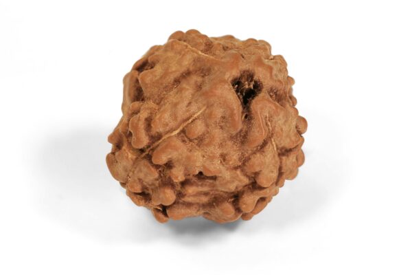 4 Mukhi