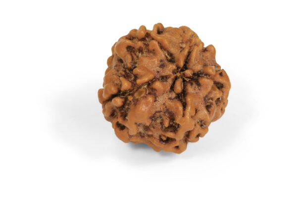 5 Mukhi