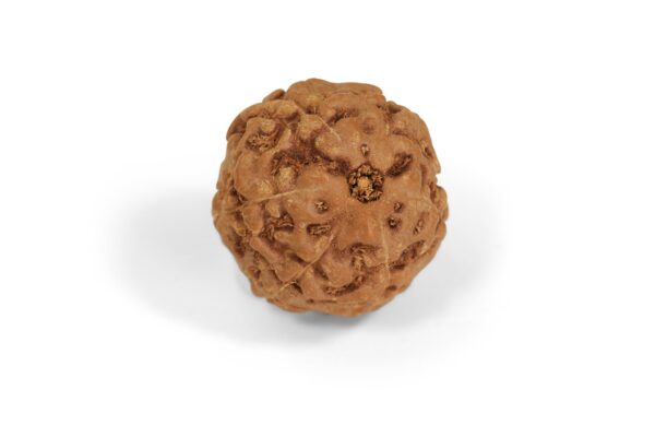 6 Mukhi