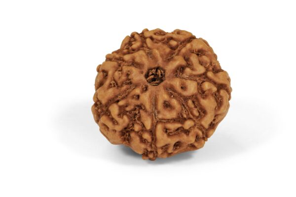 7 Mukhi