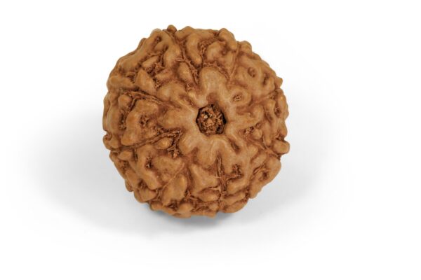 8 Mukhi