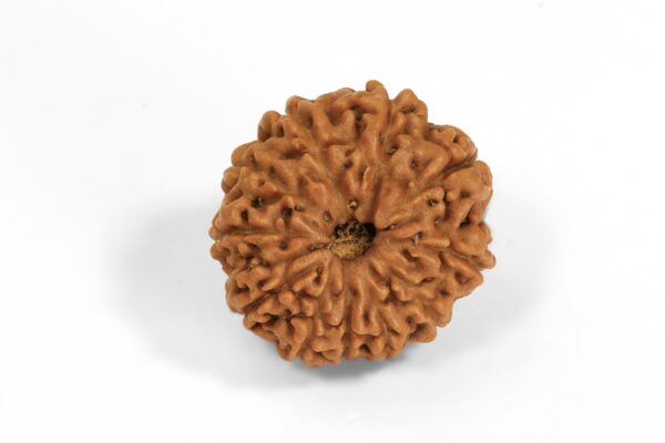 9 Mukhi